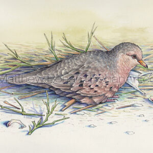 Ground Dove (Transparent Watercolor & Ink on Arches 140lb HP Paper 8 x 10 in) Original Available