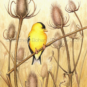 American Goldfinch on Teasel (Transparent Watercolor on W&N 140lb NCP Paper 10 x 14 in) University of Michigan's Collection