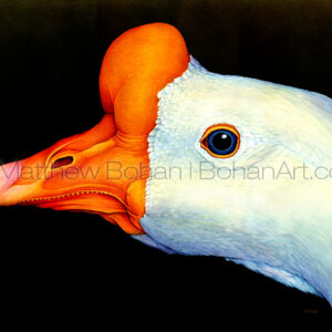 Domestic Goose (Transparent Watercolor on Arches 140lb HP Paper 18 x 24 in)
