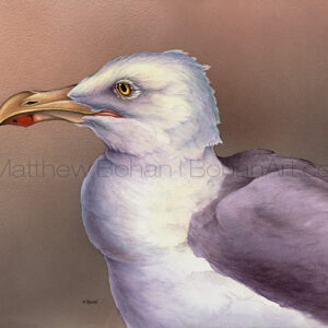 Herring Gull (Transparent Watercolor on W&N 140lb NCP Paper 10 x 14 in) Private Collection
