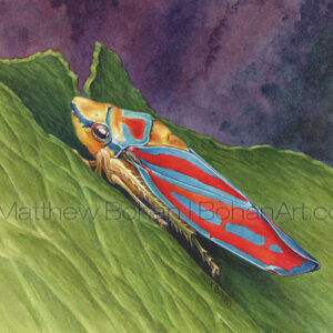 Candy-striped Leafhopper (Transparent Watercolor on 140lb HP Paper 5 x 7 in) Original Available. Prints are also available <a href="https://www.etsy.com/listing/215060159/watercolor-print-watercolor-painting?ref=shop_home_active_41">here.</a> 
