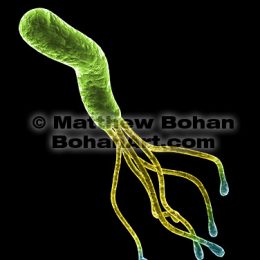 Heliobacter pylori Bacterium (Lightwave 3d) image available for licensing