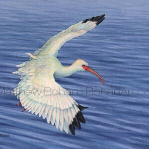 White Ibis Landing  (Transparent Watercolor on 140lb HP Paper 5 x 7 in) Original available