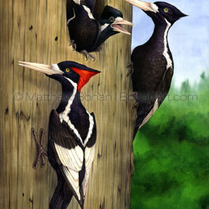 Ivory-billed Woodpeckers (Transparent Watercolor on Arches 140lb HP Paper 18 x 24 in) Private Collection