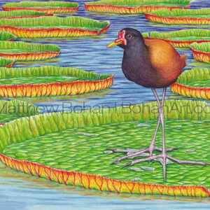 Wattled Jacana (Transparent Watercolor on 140lb HP Paper about 10 x 8 in) Original Available