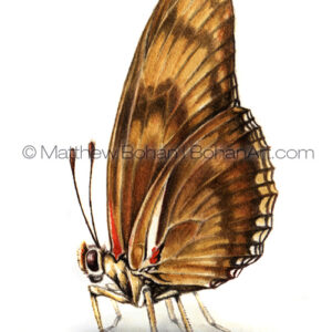 Julia Butterfly (Transparent Watercolor 3.5 x 2.5 in) 