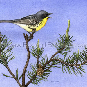 Kirtland's Warbler (Transparent Watercolor on W&N 140lb NCP Paper about 8 x 14 in) NFS