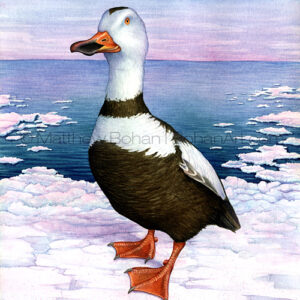 Labrador Duck (Transparent Watercolor on W&N 140lb NCP Paper 10 x 14 in) NFS