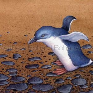 Little Blue Penguin (Transparent Watercolor on W&N 140lb NCP Paper 10 x 14 in) NFS