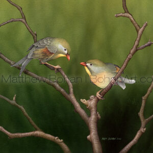 Leothrix –Pekin Robin (Transparent Watercolor on W&N 140lb NCP Paper 10 x 14 in) Private Collection