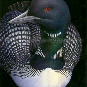 Common Loon (Transparent Watercolor on W&N 140lb NCP Paper 10 x 14 in) Private Collection