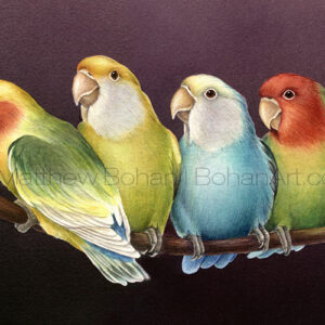 Peach-faced Lovebird Varieties (Transparent Watercolor on W&N 140lb NCP Paper about 8 x 14 in) NFS