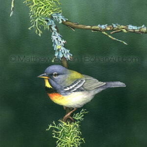 Northern Parula and Lichens (Transparent Watercolor on W&N 140lb NCP Paper about 10 x 7 in) Original Available