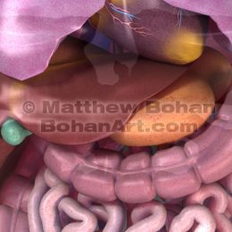 Organs (Lightwave 3d) Images and animation available for licensing