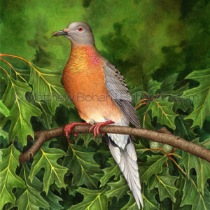 Passenger Pigeon on Red Oak (Transparent Watercolor on W&N 140lb NCP Paper 10 x 14 in) NFS