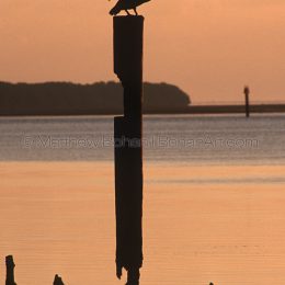 Brown Pelican Sunrise