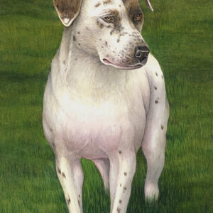 Pepper–Pitbull Mix (Transparent Watercolor on 140lb HP Paper 8 x 10 in) Private Collection