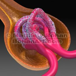 Podocytes in Nephron of Kidney (Images and animation available for licensing)