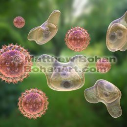 Pollen Grains (Images and animation available for licensing)