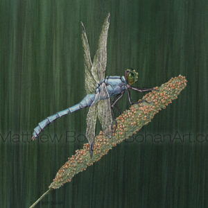 Eastern Pondhawk Dragonfly (Transparent Watercolor on Lana 140lb HP Paper 5 x 7 in) Original Available