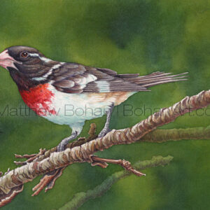 Rose-breasted Grosbeak (Transparent Watercolor on 140lb HP Paper 8 x 10 in) Original Available