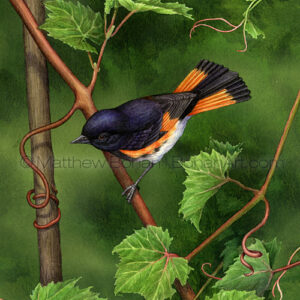 Male American Redstart on Grapevine (Transparent Watercolor on Lana 140lb HP Paper about 8.5 x 11 in) Original Available