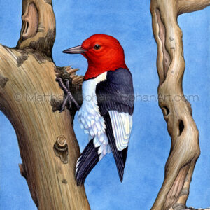 Red-headed Woodpecker (Transparent Watercolor on W&N 140lb NCP Paper about 10 x 14 in) Private Collection