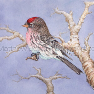 Common Redpoll (Transparent Watercolor on Lana 140lb HP Paper 5 x 7 in) Original Available