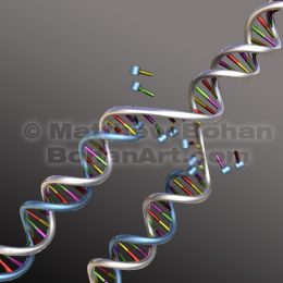 Semiconservative DNA ReplicationNucleosomes Wrapping DNA (Lightwave3d) images available for licensing