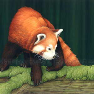 Red Panda (Transparent Watercolor on Lana 140lb HP Paper 8 x 12 in) Original Available