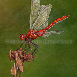 Ruby Meadowhawk Dragonfly (Transparent Watercolor on 140lb HP Paper 5 x 7 in) Prints are available <a href="https://www.etsy.com/listing/87532159/matted-print-of-ruby-meadowhawk?ref=shop_home_active_21">here.</a> 