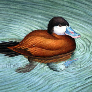 Ruddy Duck (Transparent Watercolor on W&N 140lb NCP Paper about 10 x 7 in) Private Collection