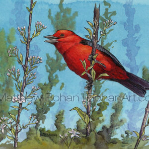 Scarlet Tanager (Transparent Watercolor & Ink on Arches 140lb HP Paper 5 x 7 in) Original painting is available <a href="https://www.etsy.com/listing/86826872/original-watercolor-painting-of-scarlet?ref=shop_home_active_28">here.</a> 