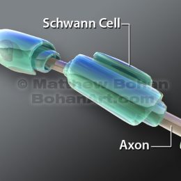 Schwann Cells (Lightwave 3d & Photoshop)
