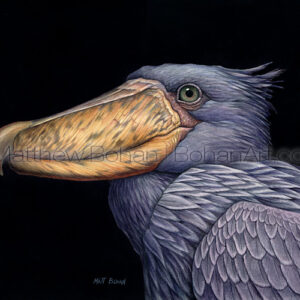 Shoebill Stork (Transparent Watercolor on W&N 140lb NCP Paper 10 x 14 in) Private Collection