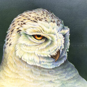 Snowy Owl  (Transparent Watercolor on W&N 140lb NCP Paper about 10 x 10 in) Private Collection