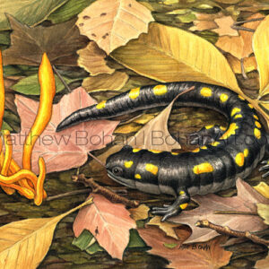 Spotted Salamander and Smooth Earth Tongue Mushrooms (Transparent Watercolor on 140lb HP Paper 5 x 7 in) Prints are available <a href="https://www.etsy.com/listing/87533511/matted-print-of-spotted-salamander-from?ref=shop_home_active_20">here.</a> 