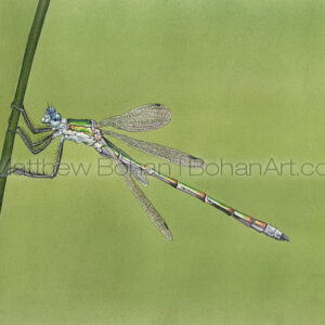 Spread-winged Damselfly (Transparent Watercolor on 140lb HP Paper about 8 x 10 in) Original painting is available <a href="https://www.etsy.com/listing/80645171/original-watercolor-painting-of-spread?ref=shop_home_active_12">here.</a> 