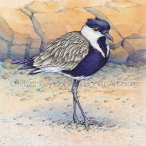 Spur-winged Plover (Transparent Watercolor & Ink on Arches 140lb HP Paper 7.5 x 10 in) Original Available
