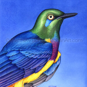 Golden-fronted Starling (Transparent Watercolor on 140lb HP Paper 6.5 x 7.5 in)  Original painting is available <a href="https://www.etsy.com/listing/85568013/original-watercolor-painting-of-golden?ref=shop_home_active_6">here.</a> 