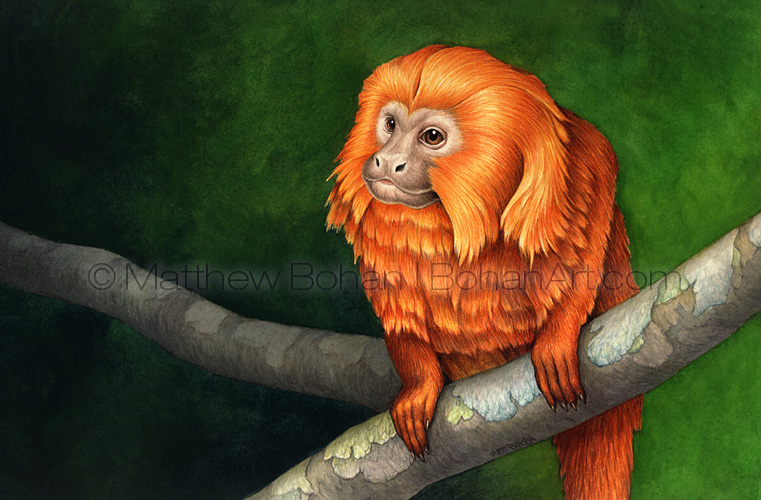Golden Lion Tamarin (Transparent Watercolor on W&N 140lb NCP Paper about 8 x 14 in) Original Available