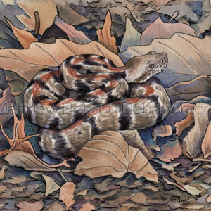 Small Timber Rattlesnake (Transparent Watercolor & Ink on Arches 140lb HP Paper 5 x 7 in) Prints are available <a href="https://www.etsy.com/listing/215059075/watercolor-print-watercolor-painting?ref=shop_home_active_42">here.</a>  Original is also available.