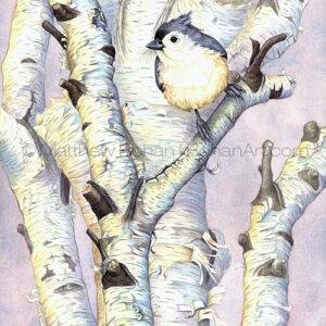 Tufted Titmouse on Birch (Transparent Watercolor on W&N 140lb NCP Paper 10 x 14 in)