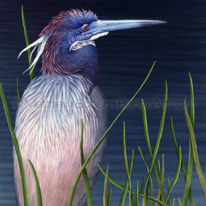 Tricolored Heron (Transparent Watercolor on Arches 140lb HP Paper 18 x 24 in) Original Available