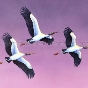 Wood Storks (Transparent Watercolor on W&N 140lb HP Paper crop from 18 x 24 in) Original Available