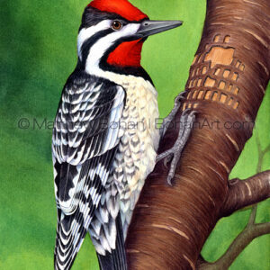 Yellow-bellied Sapsucker (Transparent Watercolor on W&N 140lb HP Paper about 8 x 14 in) Original Available