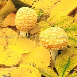 Yellow Patches Mushroom Buttons