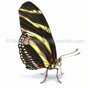 Zebra Long Wing Butterfly (Transparent Watercolor 3.5 x 2.5 in)