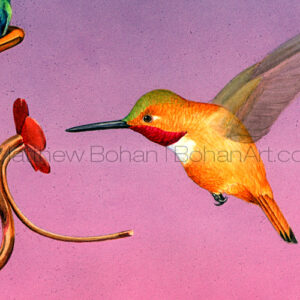 Rufous Hummingbird (Detail from 18 x 24in transparent watercolor)