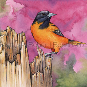 Redbud Baltimore Oriole (5.5 x 7.5in Transparent Watercolor and Ink)